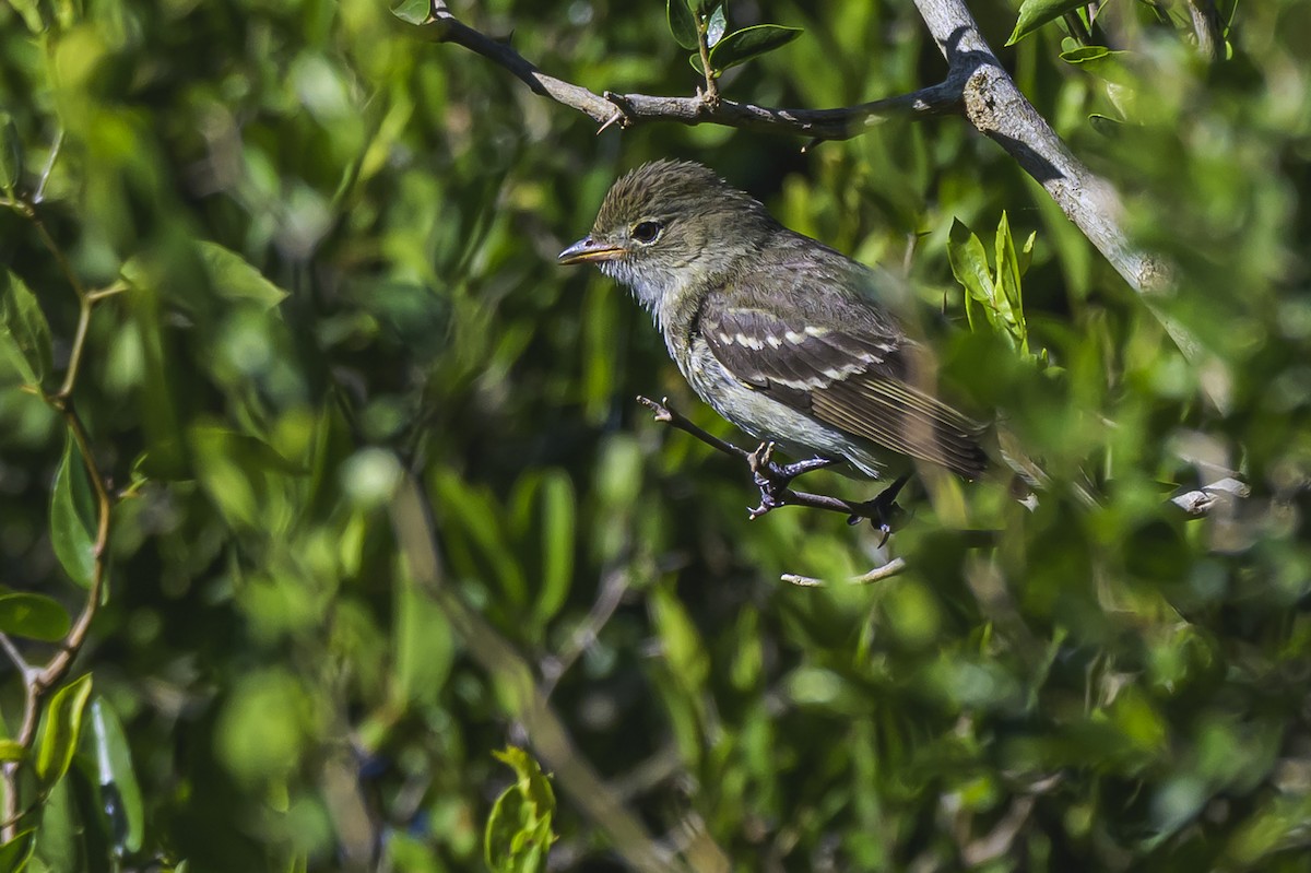 Élénie à bec court - ML646862442