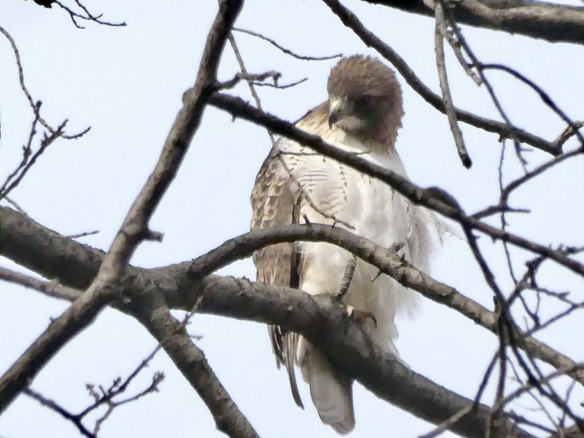 Канюк неоарктичний - ML646862455