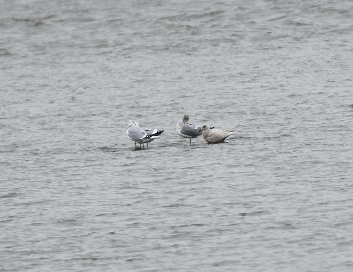 Iceland Gull - ML646862457