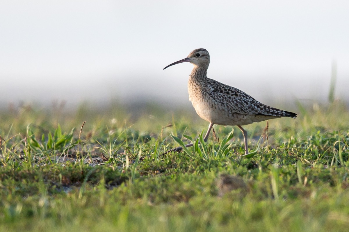 Little Curlew - ML646862459