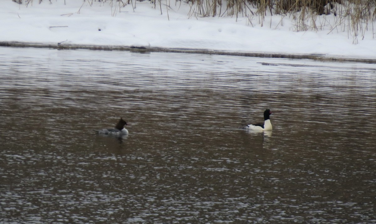 laksand - ML646862466