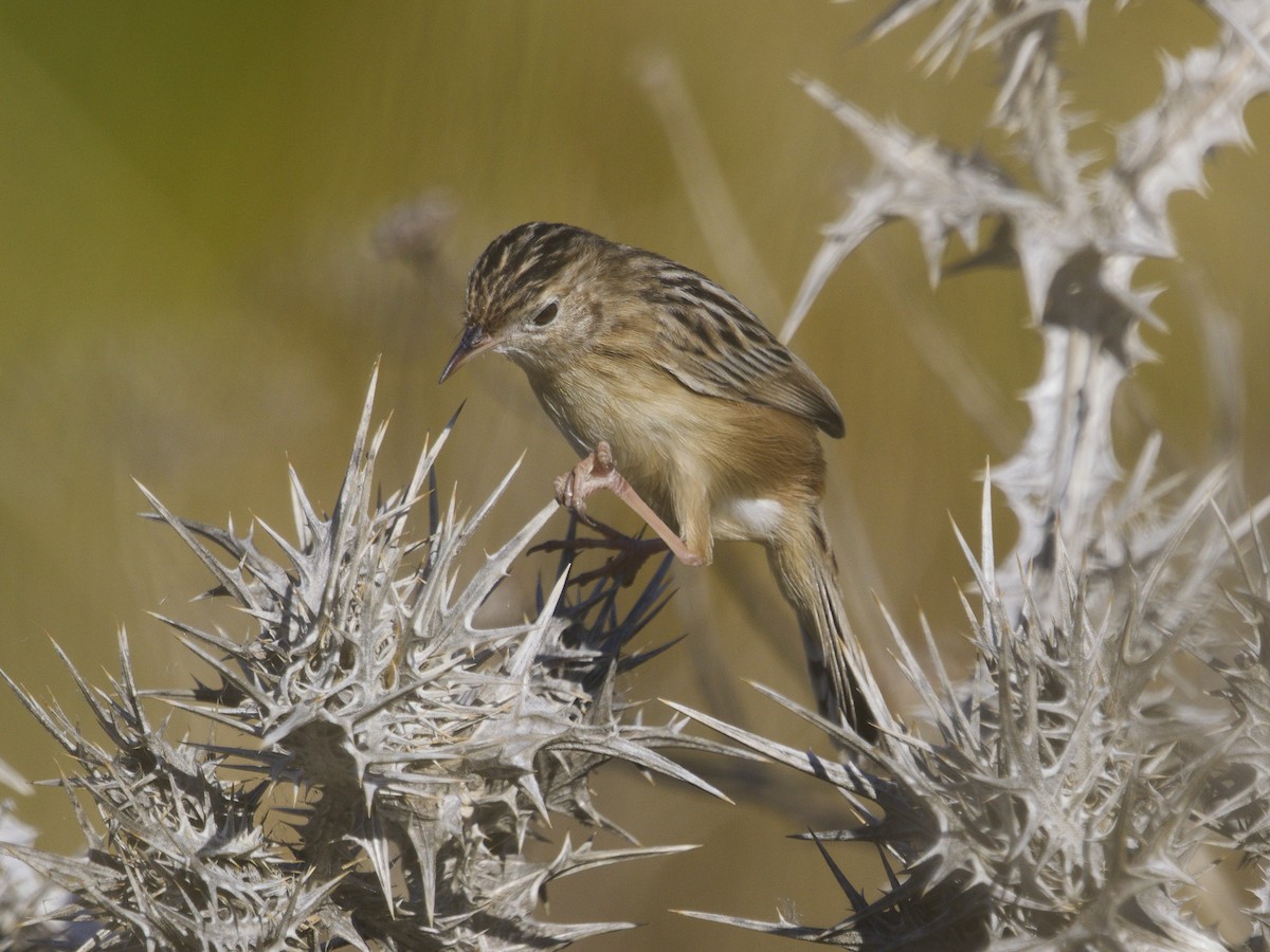 Zitting Cisticola - ML646862468