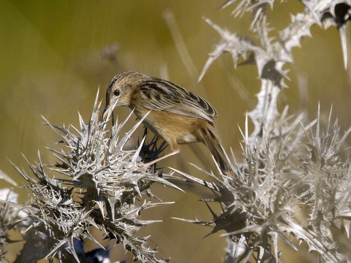 Zitting Cisticola - ML646862469