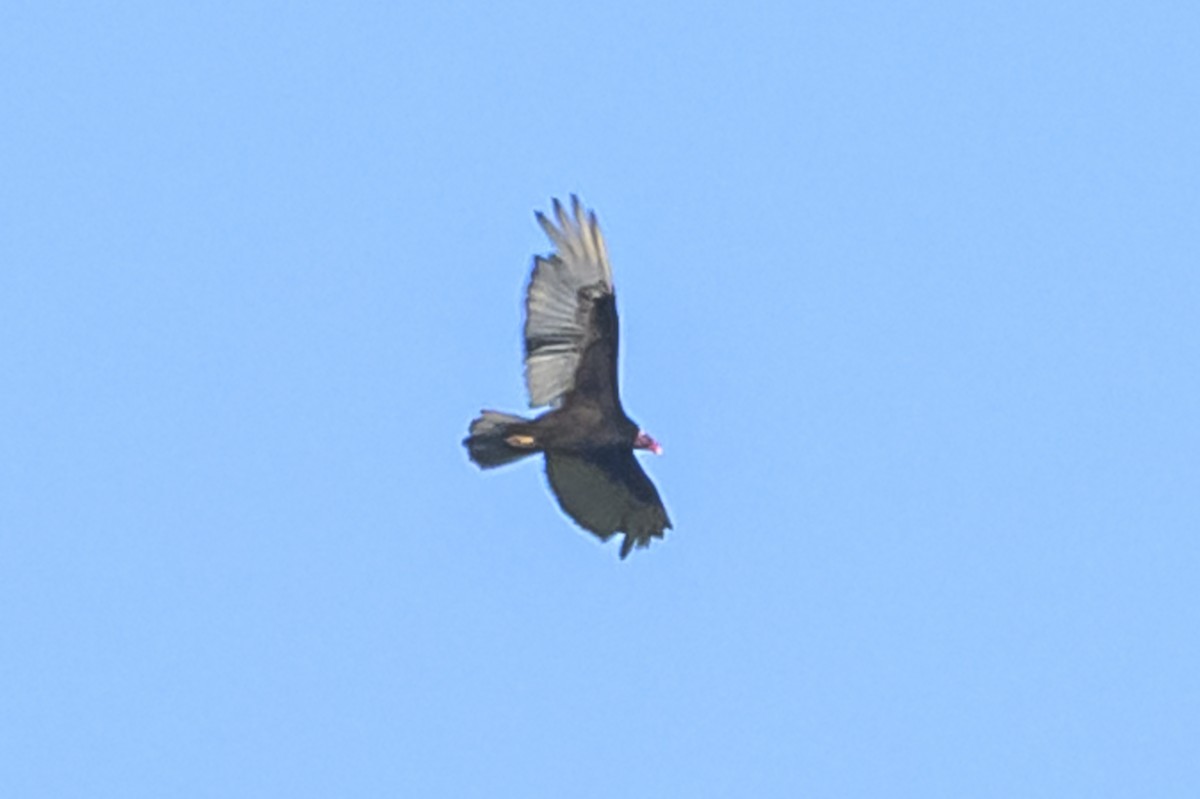 Turkey Vulture - ML646862470