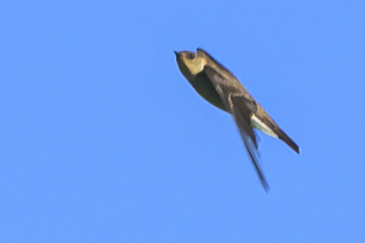 Zimtkehlschwalbe - ML646862476