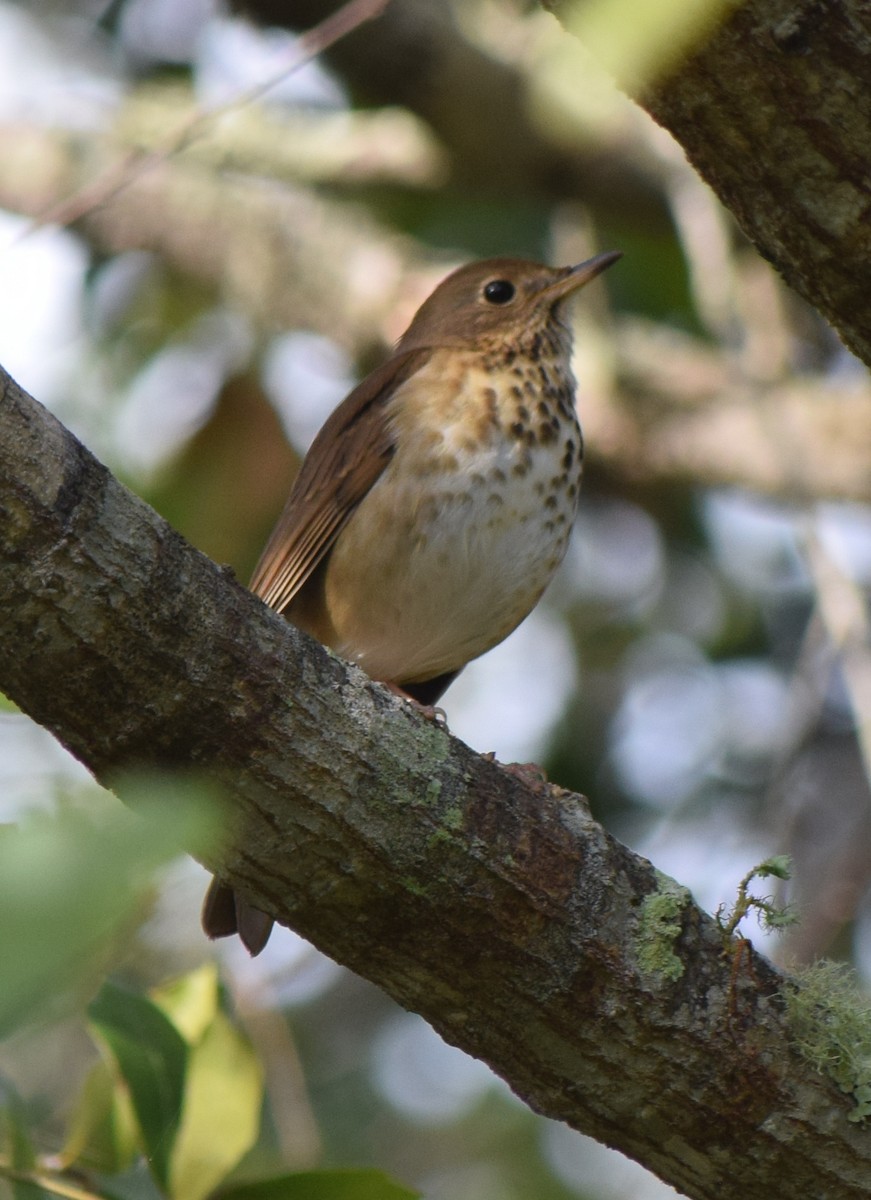 Дрізд-короткодзьоб плямистоволий - ML646862477