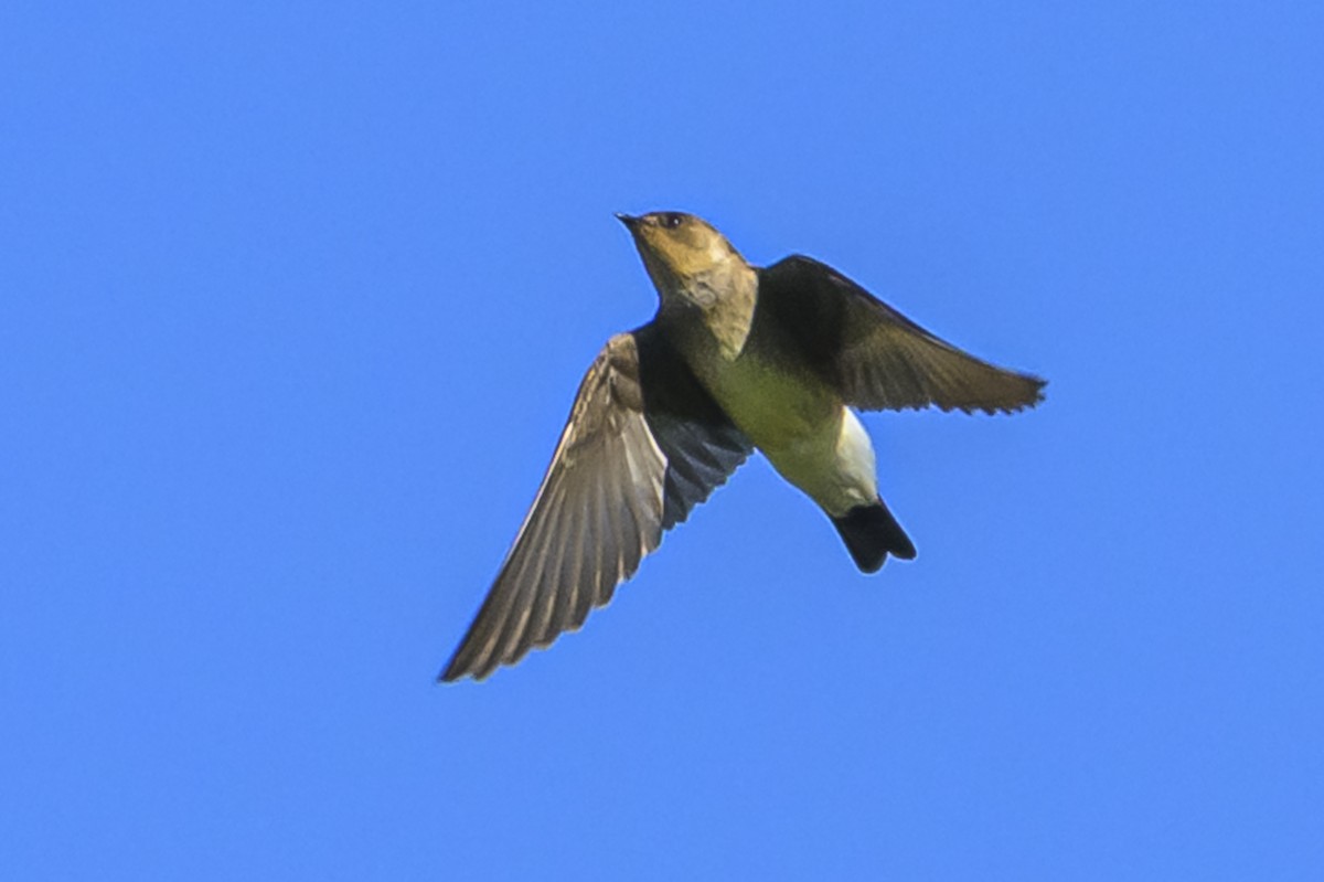 Zimtkehlschwalbe - ML646862478