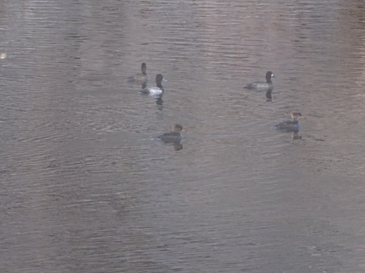 hjelmfiskand - ML646862479