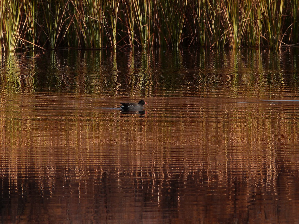 Common Gallinule - ML646862480
