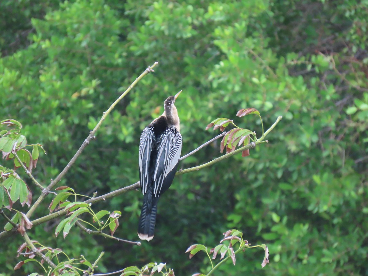 anhinga americká - ML646862481