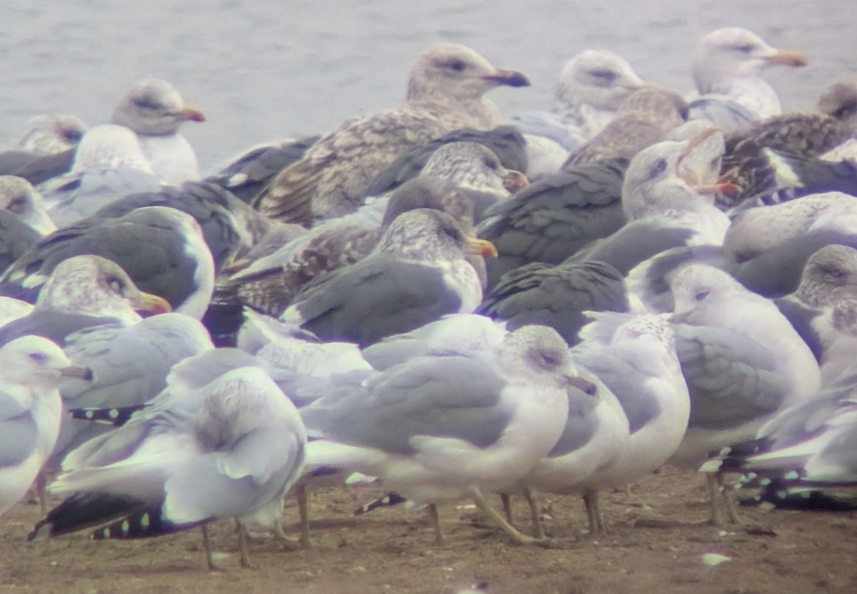 Heringsmöwe - ML646862486