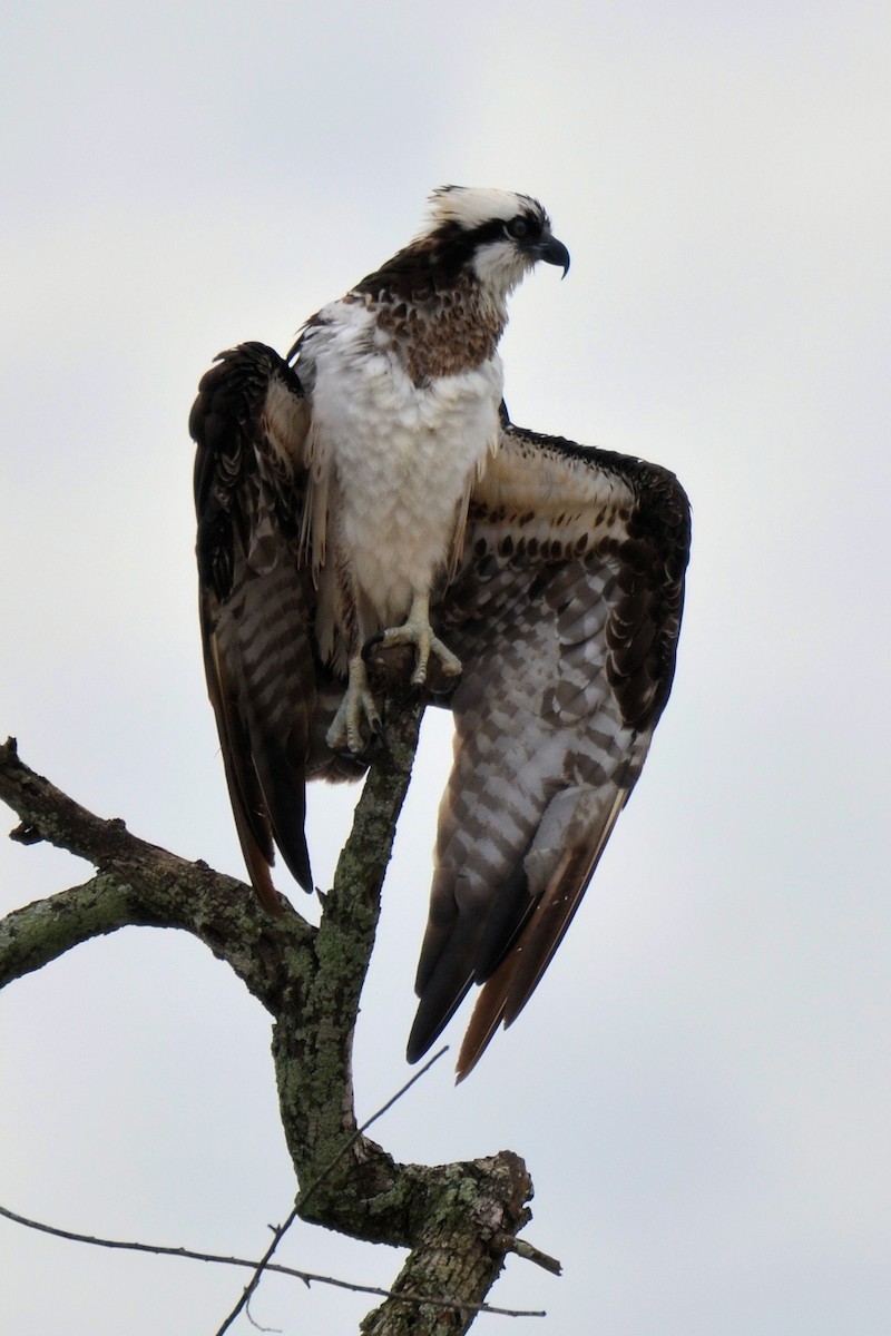 Osprey - ML646862487