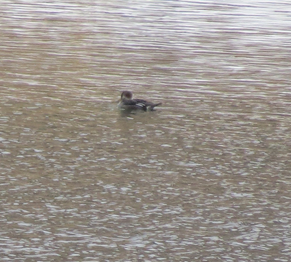 hjelmfiskand - ML646862490