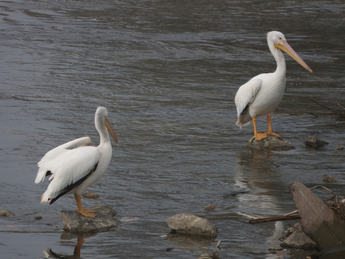 American White Pelican - ML646862493