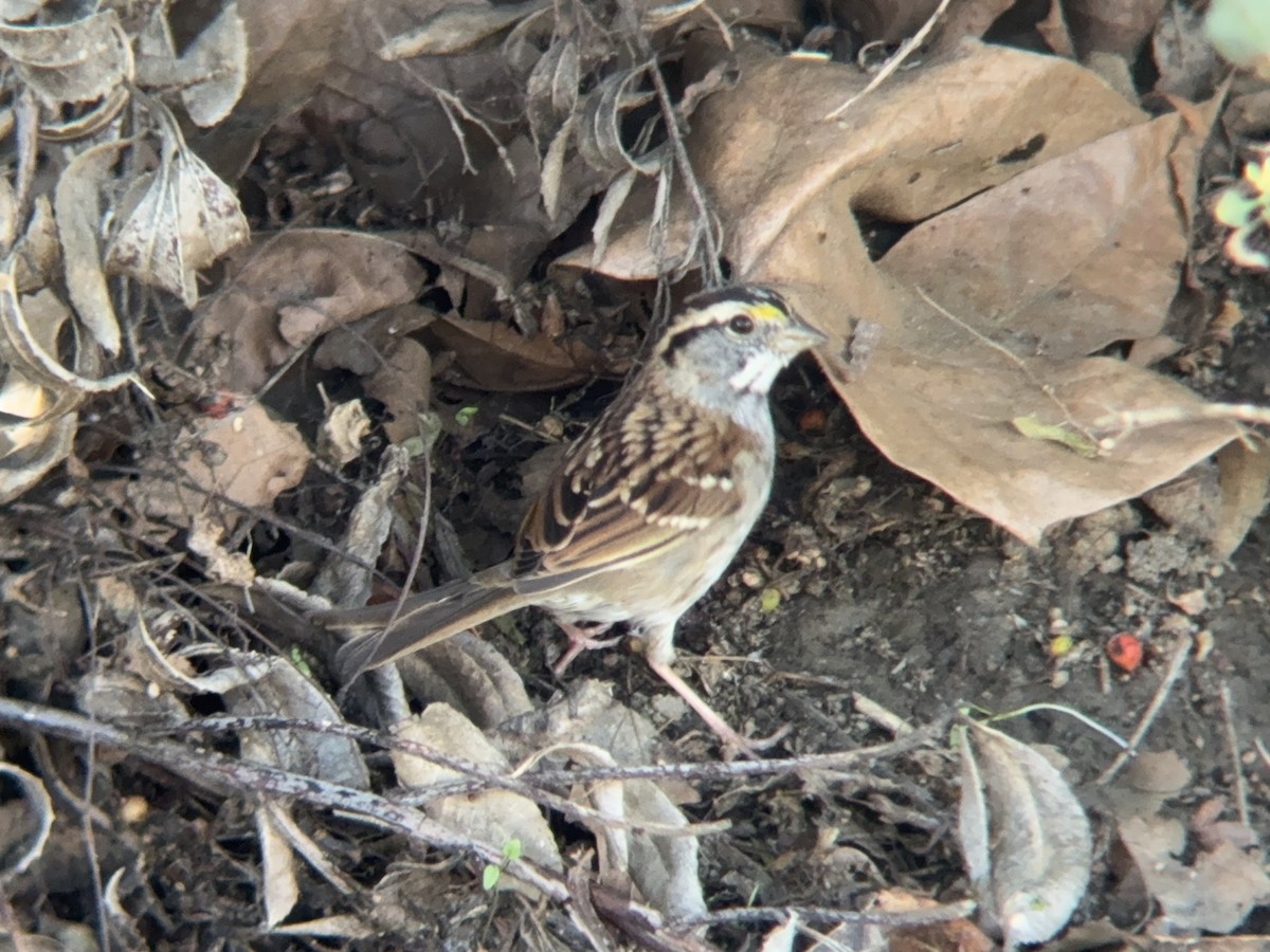 hvitstrupespurv - ML646862508