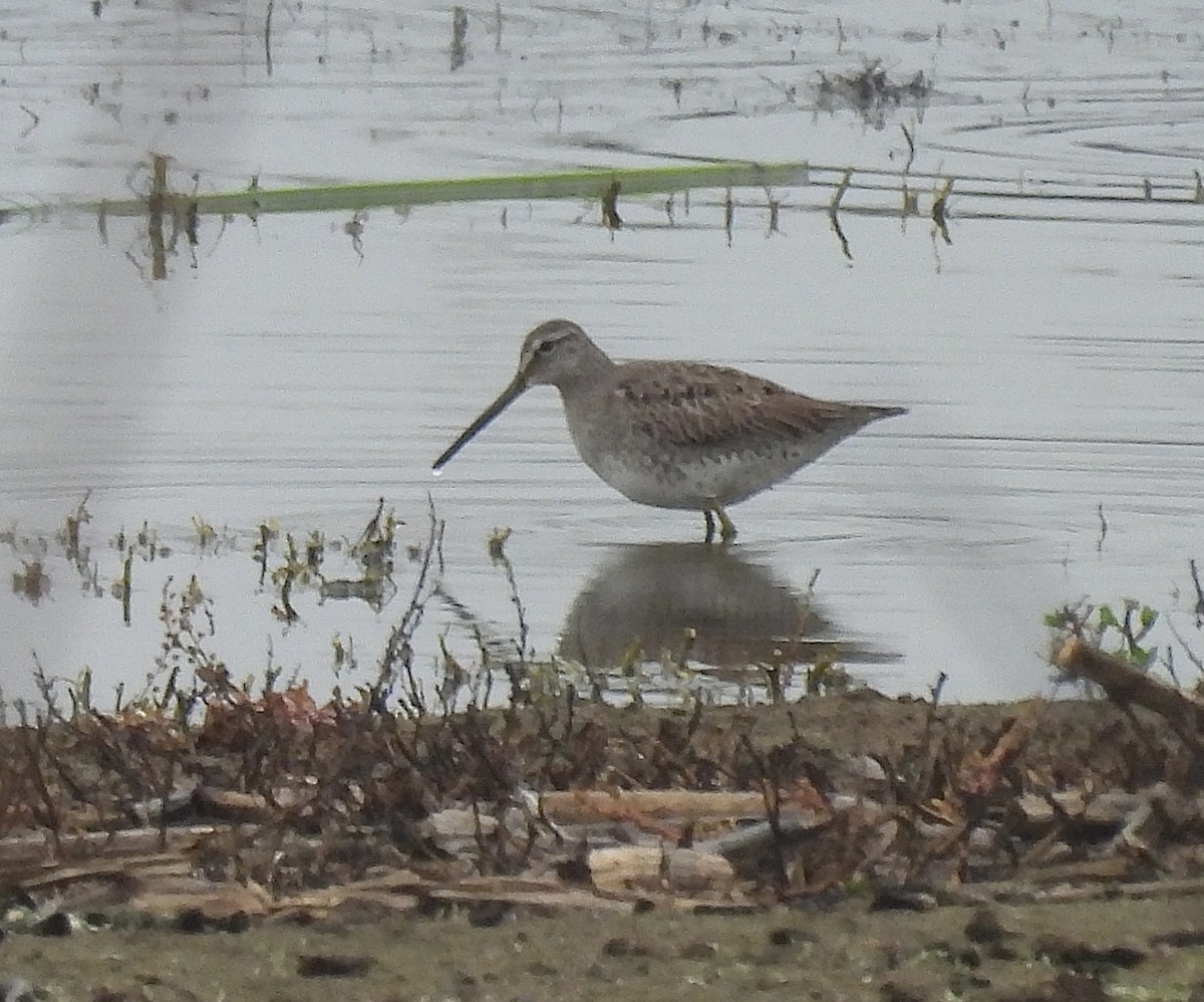 Long-billed Dowitcher - ML646862510