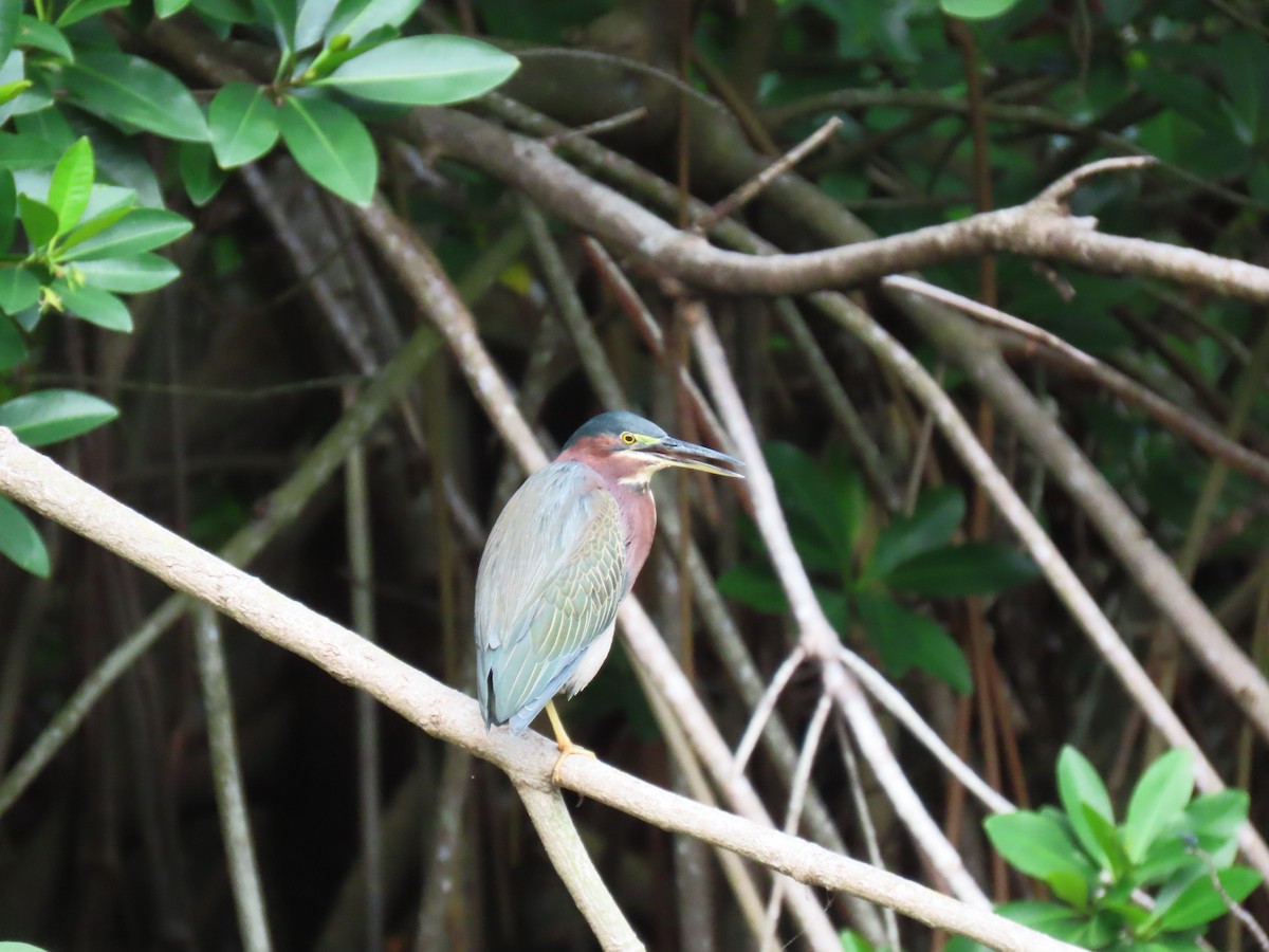 Yeşil Balıkçıl - ML646862511