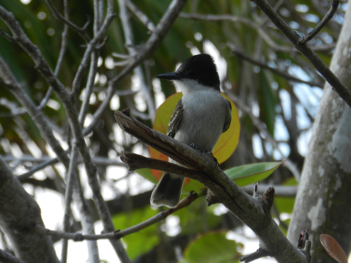 Тиран темноголовий - ML646862516