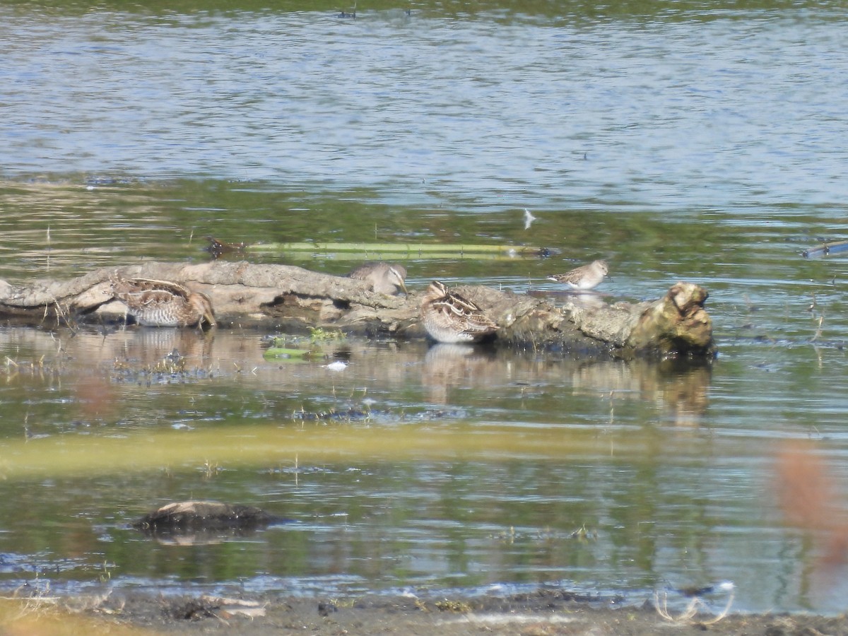 Wilson's Snipe - ML646862526