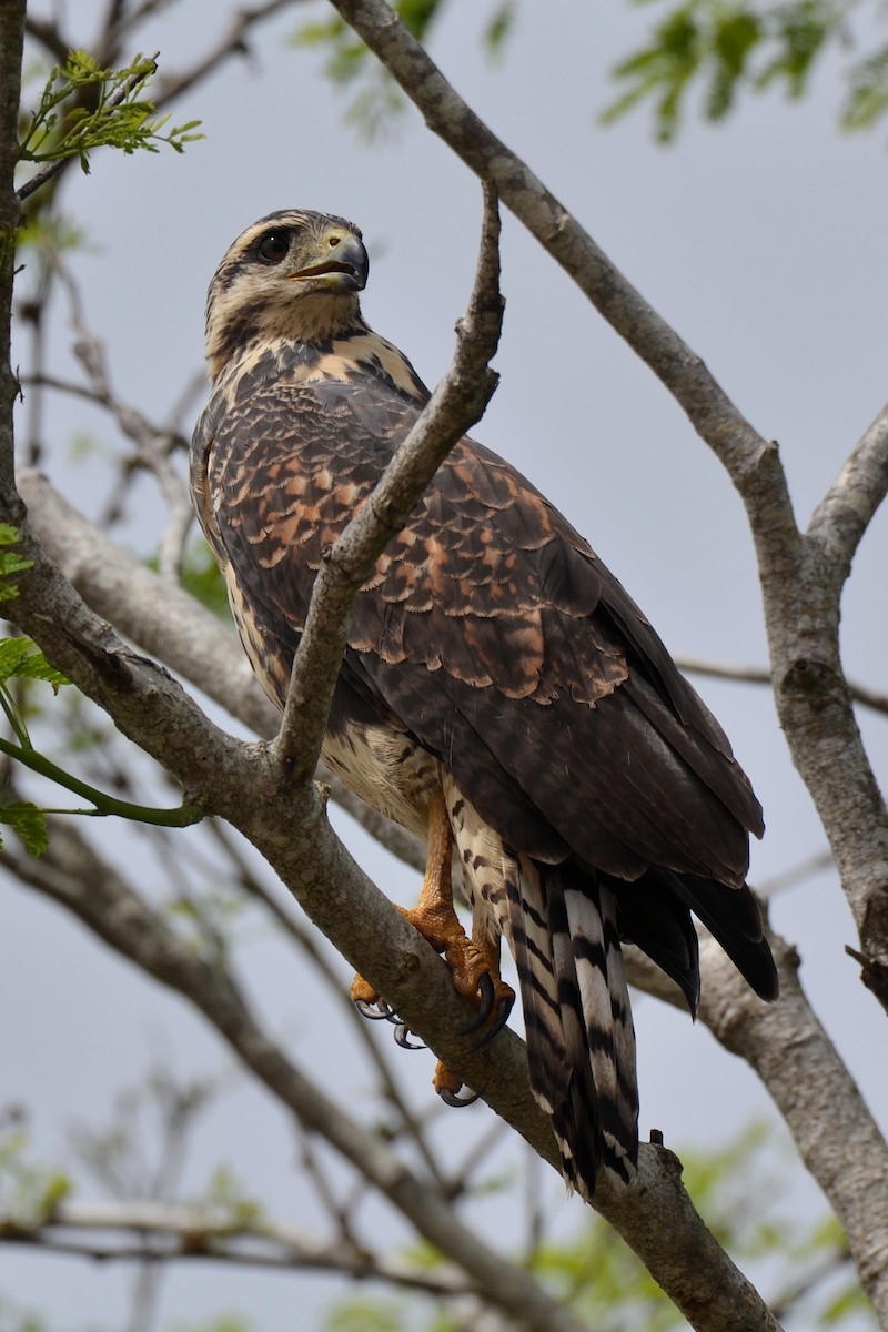 Common Black Hawk - ML646862528