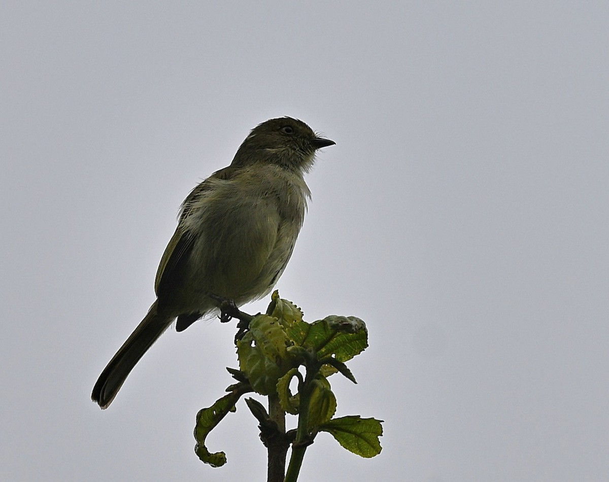 Bolivian Tyrannulet - ML646862530