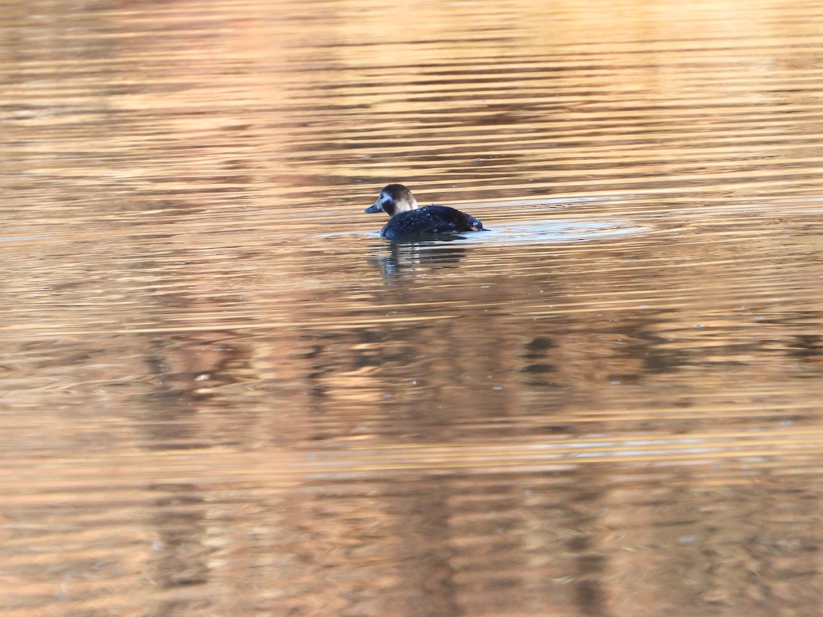 hoholka lední - ML646862531