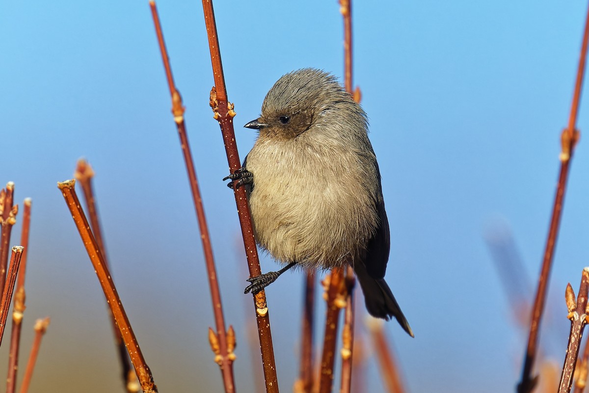 krattmeis - ML646862533