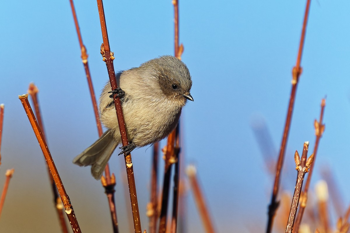 krattmeis - ML646862534