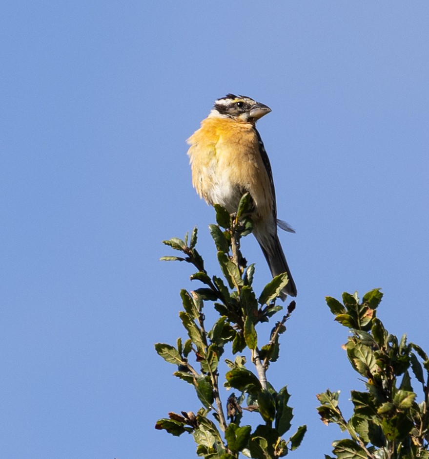 Black-headed Grosbeak - ML646862537