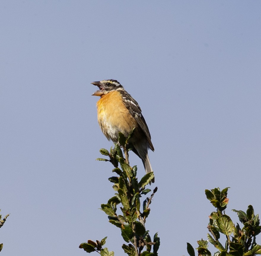 Black-headed Grosbeak - ML646862538