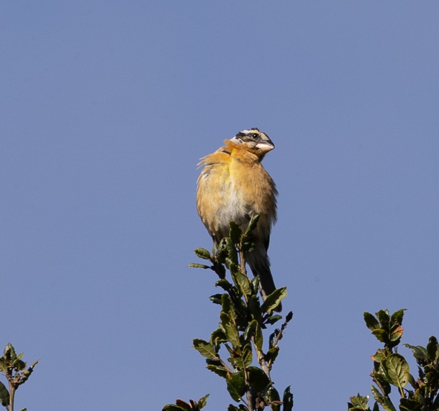 Black-headed Grosbeak - ML646862539
