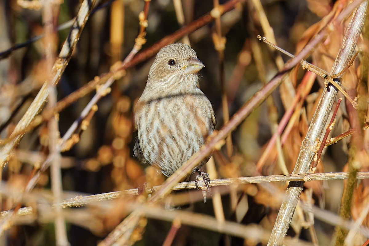 Roselin familier - ML646862540