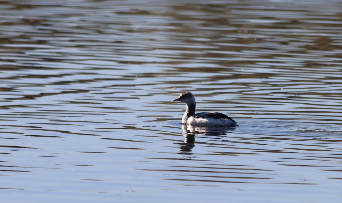 Horned Grebe - ML646862541