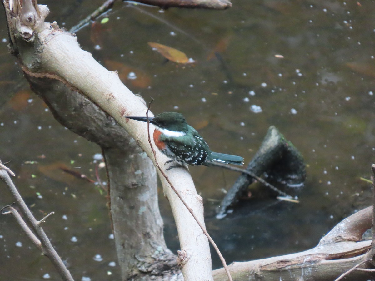 rybařík zelený - ML646862543