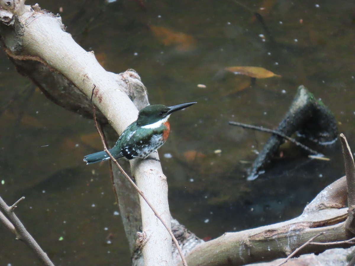 rybařík zelený - ML646862544