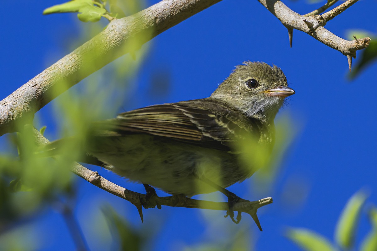 Élénie à bec court - ML646862545
