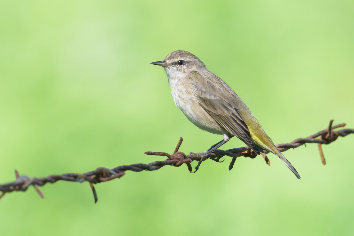 סבכון חום-כיפה - ML646862548