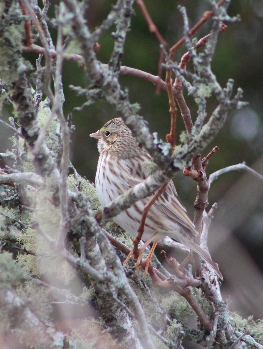 Savannah Sparrow (Ipswich) - ML646862550