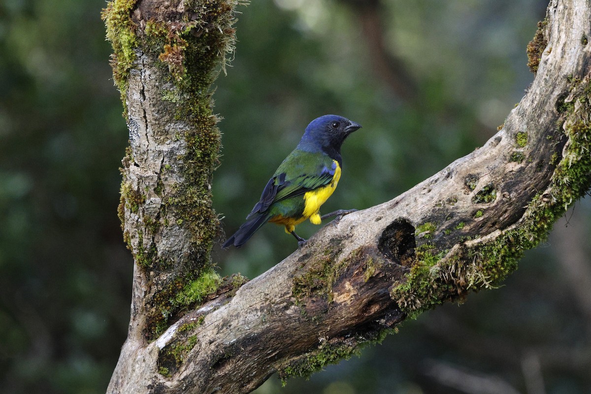 Black-chested Mountain Tanager - ML646862551