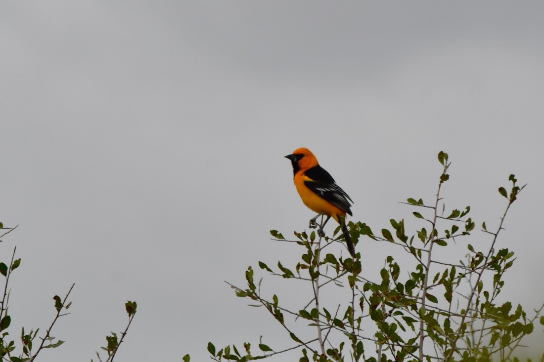 Altamira Oriole - ML646862553
