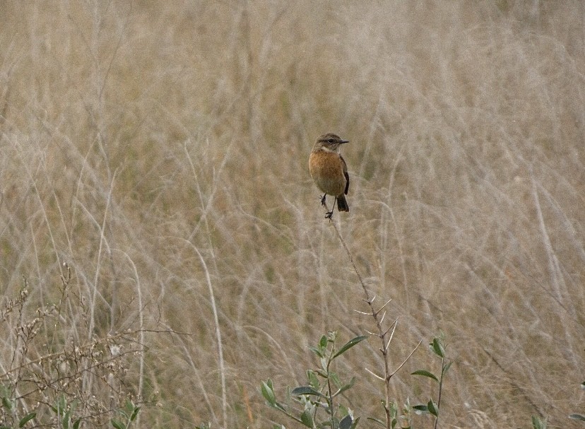European Stonechat - ML646862555