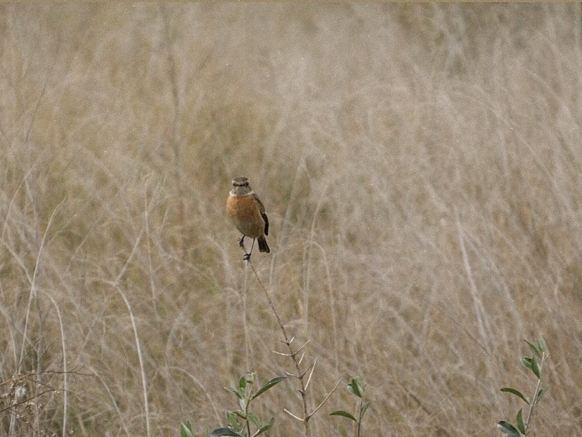 European Stonechat - ML646862556