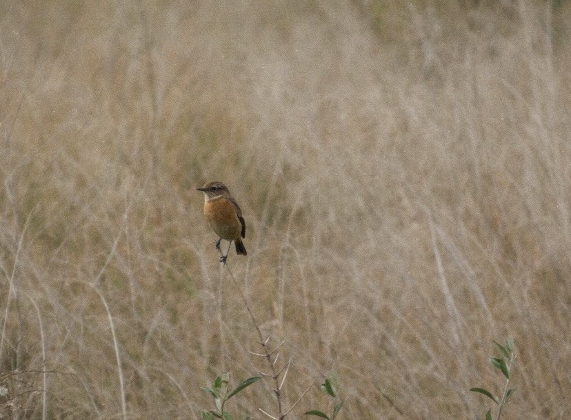 European Stonechat - ML646862557