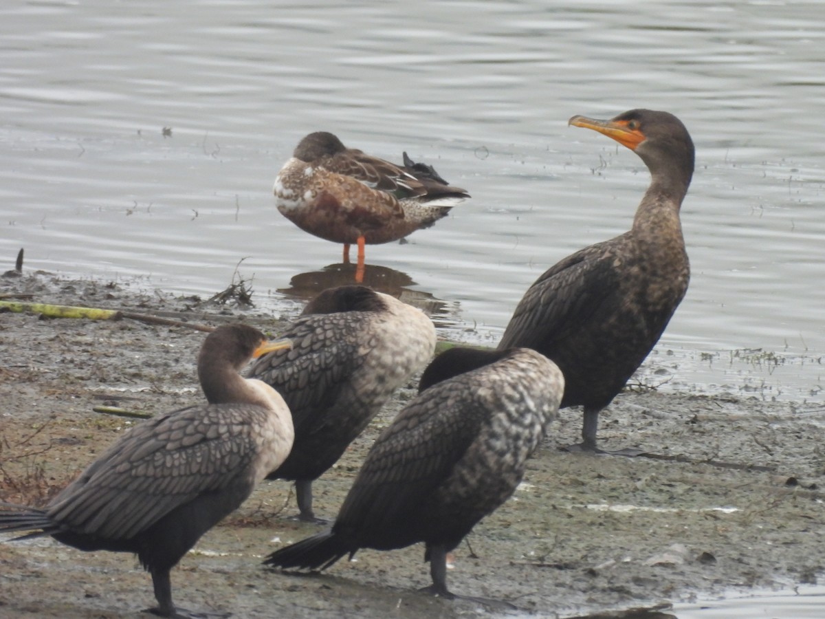 Double-crested Cormorant - ML646862558