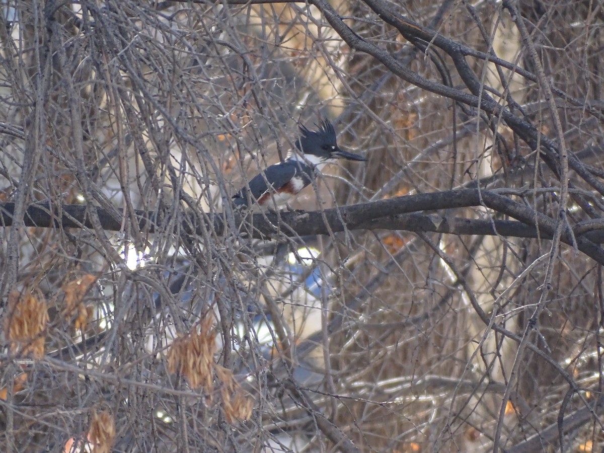 belteisfugl - ML646862562