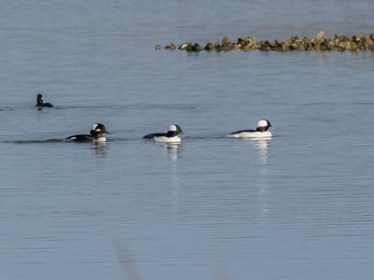 Porrón Albeola - ML646862565