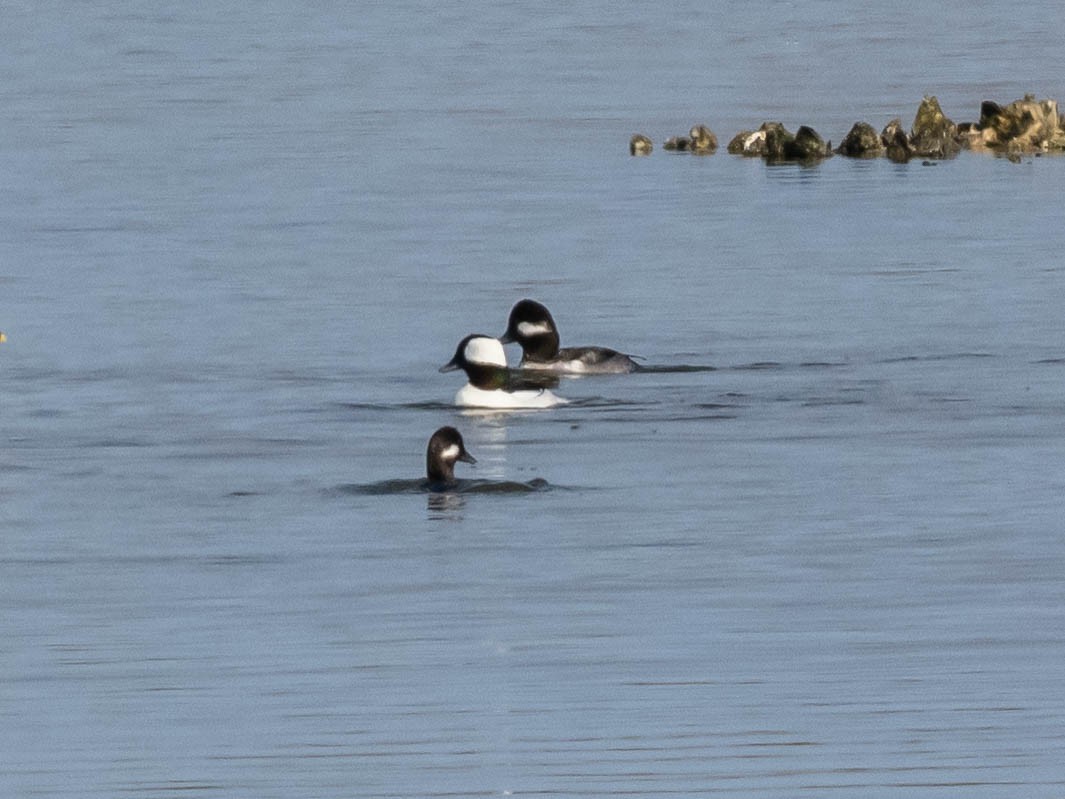 Porrón Albeola - ML646862567