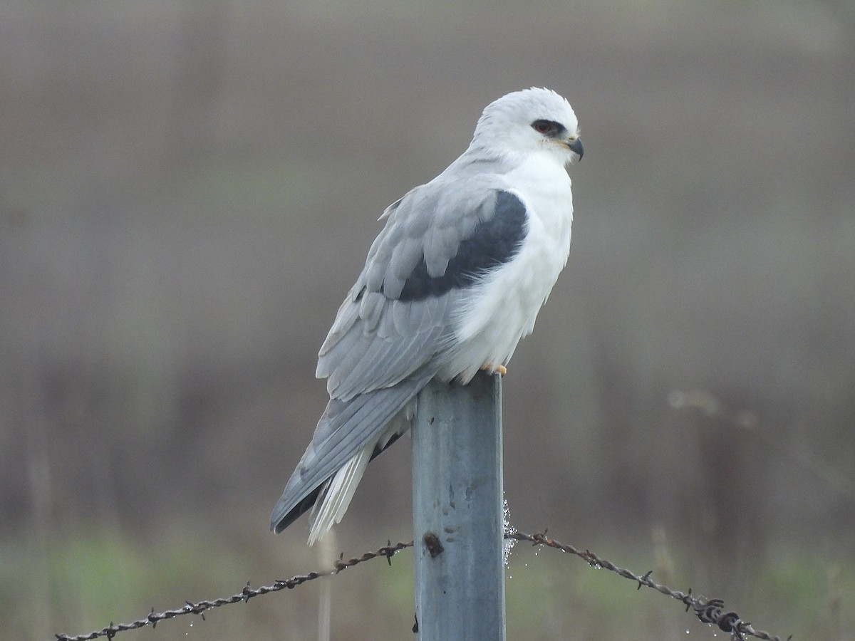 White-tailed Kite - ML646862570