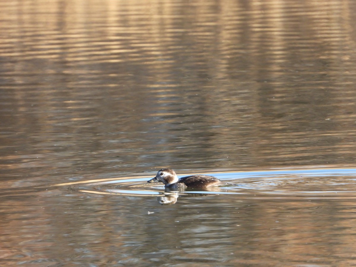 hoholka lední - ML646862571