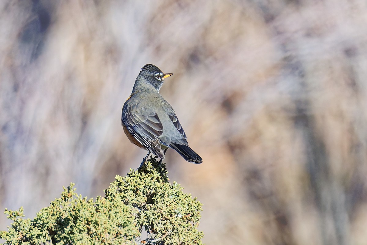 vandretrost - ML646862572